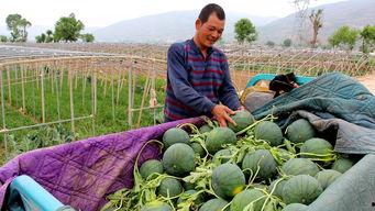 安靖吃瓜群众是谁,网络红人的崛起与影响力