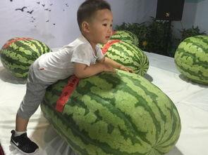 沙头周围吃瓜群众事件,一场网络舆论的风暴与反思