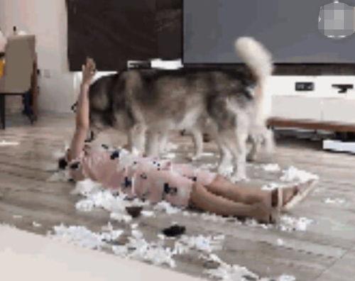 二哈吃瓜群众做鬼脸视频