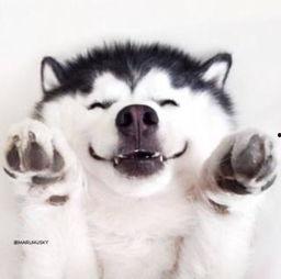 神兽吃瓜群众视频大全最新,趣味横生的视频盛宴大盘点