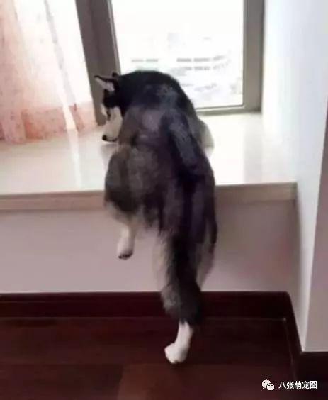 二哈吃瓜群众笑话,笑料横生！