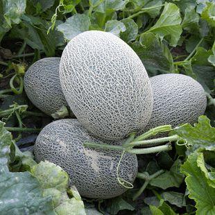 爱吃芒果的吃瓜群众是谁,爱吃芒果的神秘“吃瓜群众”是谁？