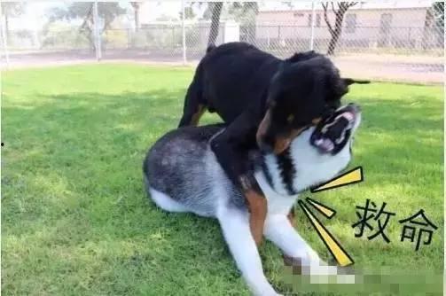 二哈和哈哈吃瓜群众,吃瓜群众的欢乐盛宴