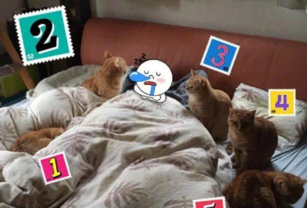 吃瓜群众别人家的猫,吃瓜群众眼中的喵星人生