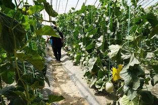 葡萄园群众吃瓜视频下载