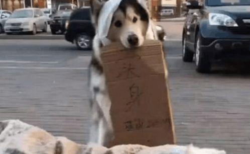 遛宠物吃瓜群众,宠物主人与围观群众的欢乐日常