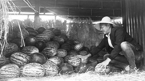 宁强县吃瓜群众事件视频,一场网络舆论的风暴与反思