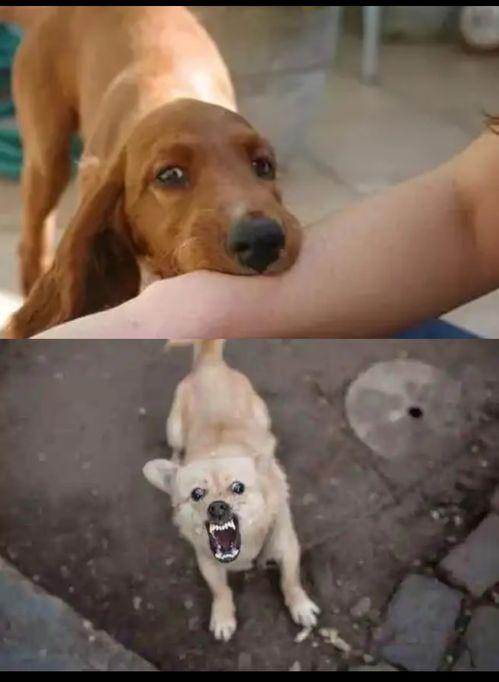 狗咬人当吃瓜群众,吃瓜群众的围观与反思