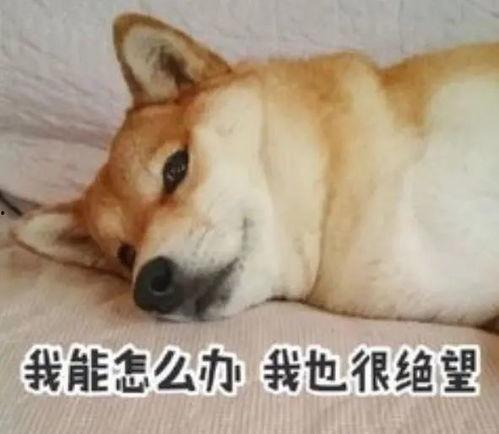 吃瓜群众黄二狗小团团,吃瓜群众的趣味生活