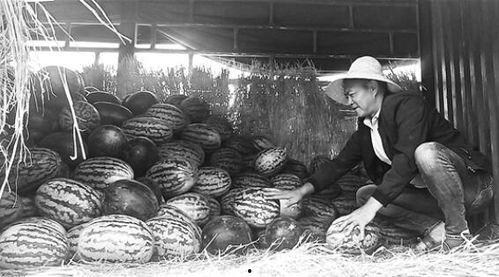 凉城吃瓜群众事迹