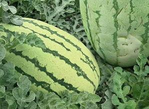 吃瓜群众的评测,盘点最新美食评测，揭秘网红美食真相