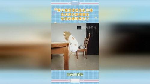 狮子猫吃瓜群众,揭秘网络时代的“猫界网红”现象
