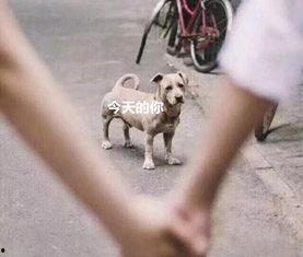 舔狗求婚吃瓜群众,一场现代版“狗粮”盛宴